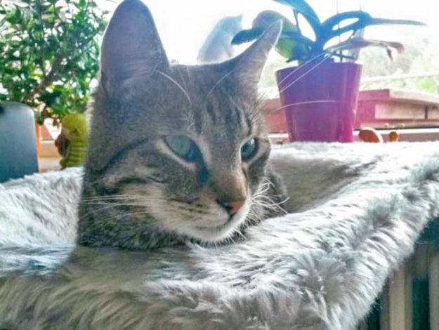 Kater Grisu im neuen Zuhause / © 31.05.'16 Privat