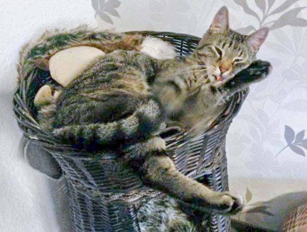 Kater Grisu im neuen Zuhause / © 31.05.'16 Privat