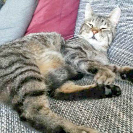 Kater Grisu im neuen Zuhause / © 31.05.'16 Privat