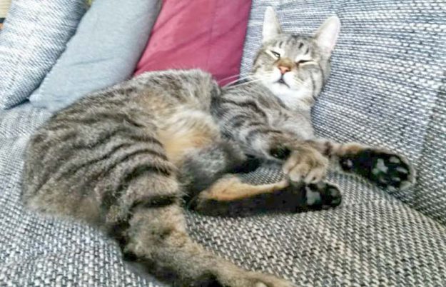 Kater Grisu im neuen Zuhause / © 31.05.'16 Privat