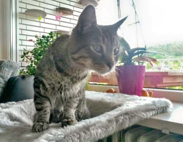 Kater Grisu im neuen Zuhause / © 31.05.'16 Privat