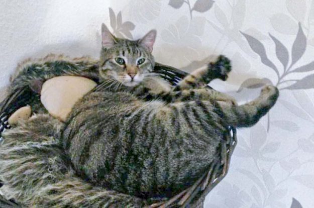 Kater Grisu im neuen Zuhause / © 31.05.'16 Privat