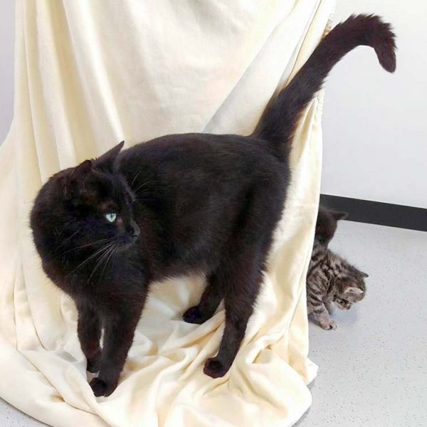 Kätzin Saphira (v.) mit Tochter Molly / © 2016 Arche KaNaum (DN)