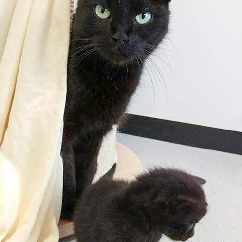 Kätzin Saphira (h.) mit ihrem kleinen Muck / © 2016 Arche KaNaum (DN)