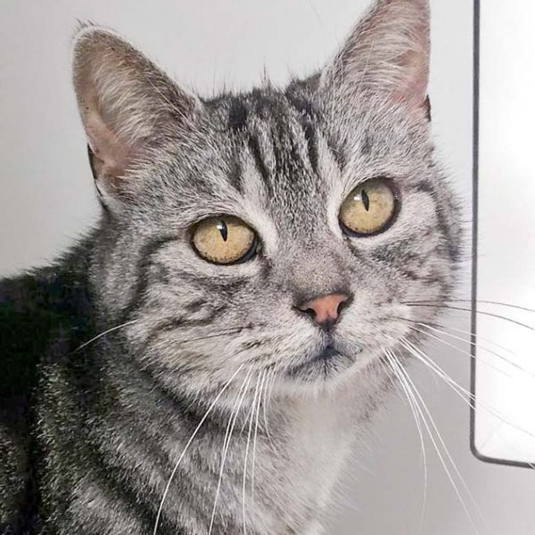 Kätzin Checky / © 2016 Arche KaNaum (DN) Kätzin Checky / © 2016 Arche KaNaum (DN)