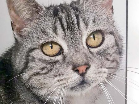 Kätzin Checky / © 2016 Arche KaNaum (DN)