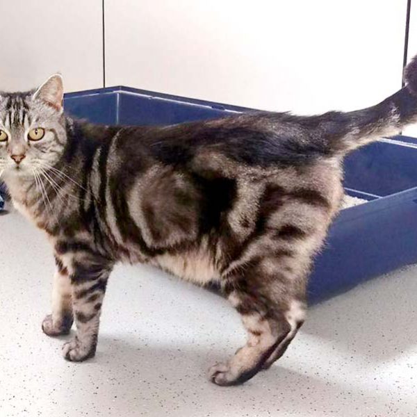 Kätzin Checky / © 2016 Arche KaNaum (DN) Kätzin Checky / © 2016 Arche KaNaum (DN)