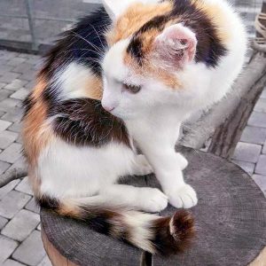 Kätzin Raja / © 2016 Arche KaNaum (DN) Kätzin Raja / © 2016 Arche KaNaum (DN)