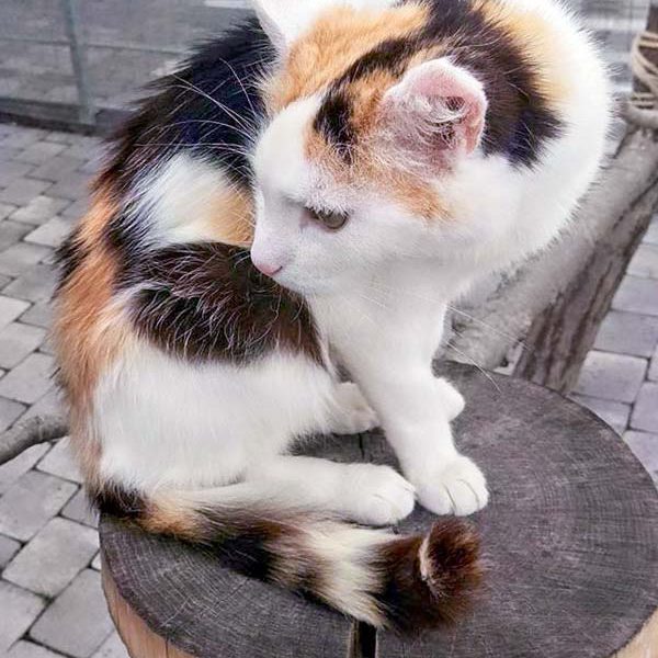 Kätzin Raja / © 2016 Arche KaNaum (DN)