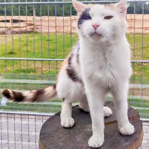 Kätzin Raja / © 2016 Arche KaNaum (DN) Kätzin Raja / © 2016 Arche KaNaum (DN)