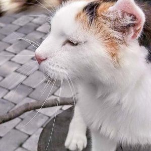 Kätzin Raja / © 2016 Arche KaNaum (DN) Kätzin Raja / © 2016 Arche KaNaum (DN)