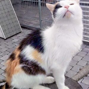 Kätzin Raja / © 2016 Arche KaNaum (DN) Kätzin Raja / © 2016 Arche KaNaum (DN)