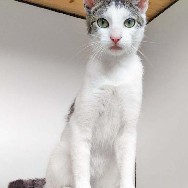 Kater Jerry / © 2016 Arche KaNaum (DN)