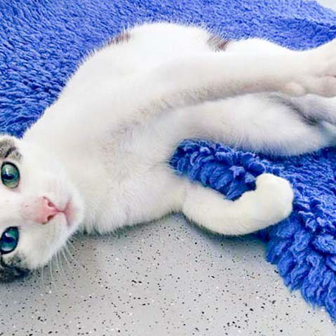 Kater Jerry / © 2016 Arche KaNaum (DN)