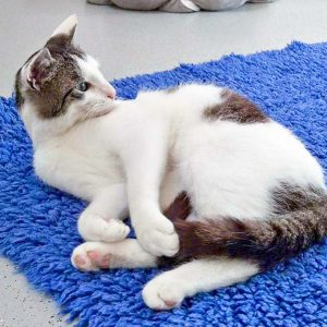 Kater Jerry / © 2016 Arche KaNaum (DN)