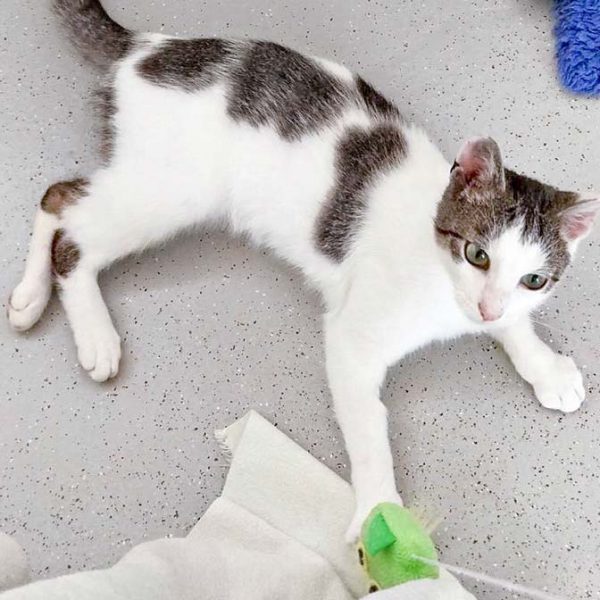 Kater Jerry / © 2016 Arche KaNaum (DN)