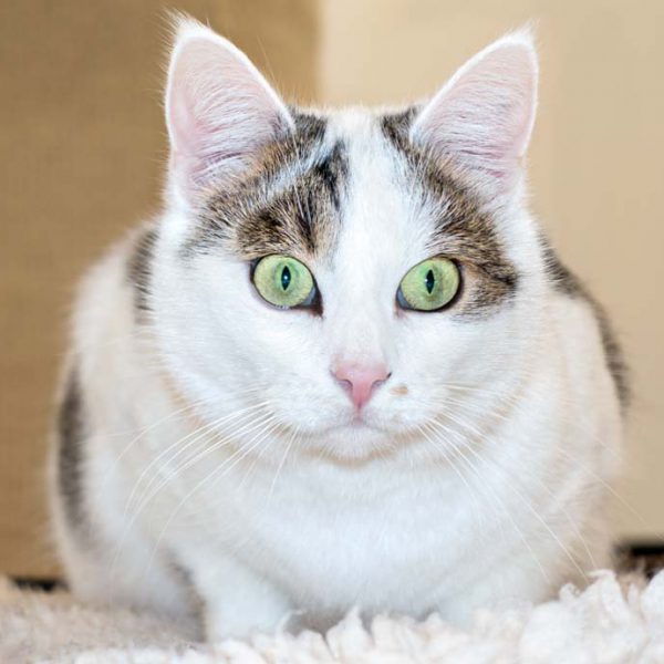 Kätzin Belly  /  © 2016 Arche KaNaum (NH) Kätzin Belly / © 2016 Arche KaNaum (NH)