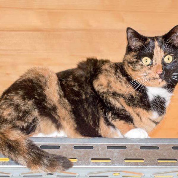 Kätzin Nala  /  © 2016 Arche KaNaum (NH) Kätzin Nala / © 2016 Arche KaNaum (NH)