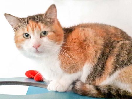 Kätzin Mary / © 2016 Arche KaNaum (DN)