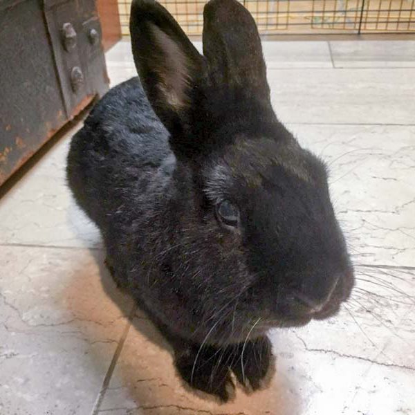 Kaninchenbock Spider / © 2016 Arche KaNaum (AE)