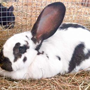 Kaninchen Hermine / © 2016 Arche KaNaum (DN) Kaninchen Hermine / © 2016 Arche KaNaum (DN)