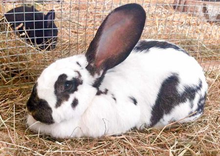 Kaninchen Hermine / © 2016 Arche KaNaum (DN)