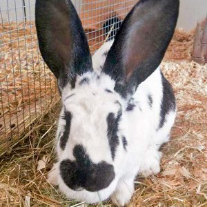 Kaninchen Hermine / © 2016 Arche KaNaum (DN) Kaninchen Hermine / © 2016 Arche KaNaum (DN)