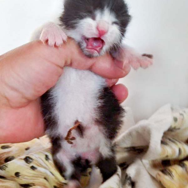 Katerchen Ralfi am 02.06.’16  / © 2016 Arche KaNaum (DN) Katerchen Ralfi am 02.06.'16 / © 2016 Arche KaNaum (DN)