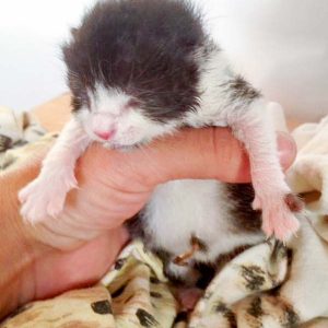 Katerchen Ralfi am 02.06.’16 / © 2016 Arche KaNaum (DN) Katerchen Ralfi am 02.06.'16 / © 2016 Arche KaNaum (DN)