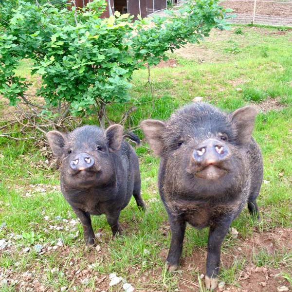 Basti und Rübe an ihrem 1. Geburtstag / © 2016 Arche KaNaum (DN)