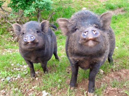 Basti und Rübe an ihrem 1. Geburtstag / © 2016 Arche KaNaum (DN)