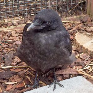Rabenkrähe Fridolin kurz nach seiner Rettung  / © 2016 Arche KaNaum (AE) Rabenkrähe Fridolin kurz nach seiner Rettung / © 2016 Arche KaNaum (AE)