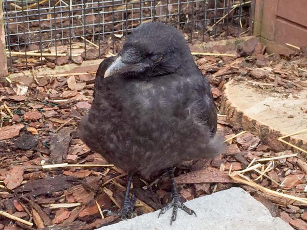 Rabenkrähe Fridolin kurz nach seiner Rettung  / © 2016 Arche KaNaum (AE) Rabenkrähe Fridolin kurz nach seiner Rettung / © 2016 Arche KaNaum (AE)