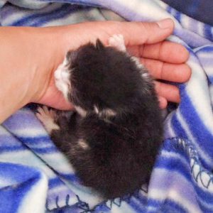 Katerchen Ralfi am 04.06.’16 / © 2016 Arche KaNaum (DN) Katerchen Ralfi am 04.06.'16 / © 2016 Arche KaNaum (DN)