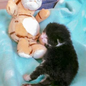 Katerchen Ralfi am 04.06.’16 / © 2016 Arche KaNaum (DN) Katerchen Ralfi am 04.06.'16 / © 2016 Arche KaNaum (DN)