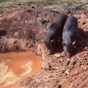 Basti und Rübe freuen sich über ihre tolle neue Suhle / © 2016 Arche KaNaum (DN) Basti und Rübe freuen sich über ihre tolle neue Suhle / © 2016 Arche KaNaum (DN)