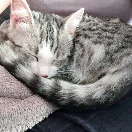 Kätzin Ruby im neuen Zuhause / © 05.06.'16 Privat