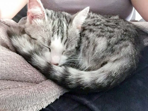 Kätzin Ruby im neuen Zuhause / © 05.06.'16 Privat