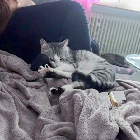 Kätzin Ruby im neuen Zuhause / © 05.06.'16 Privat