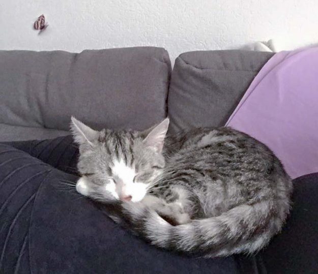 Kätzin Ruby im neuen Zuhause / © 05.06.'16 Privat