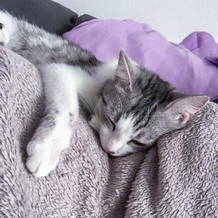 Kätzin Ruby im neuen Zuhause / © 05.06.'16 Privat