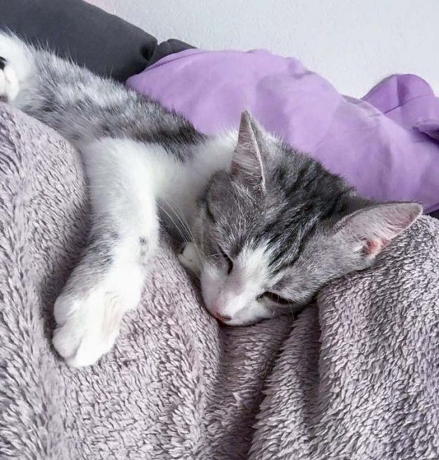 Kätzin Ruby im neuen Zuhause / © 05.06.'16 Privat