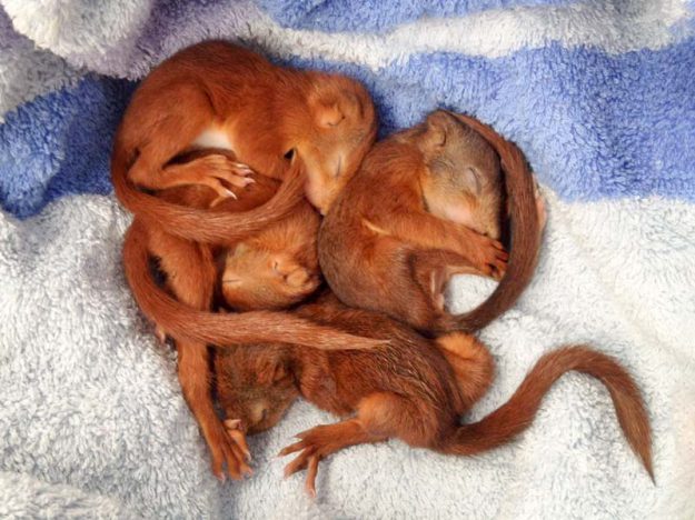 Verwaiste Eichhörnchen-Babies  / © 2016 Arche KaNaum (DN) Verwaiste Eichhörnchen-Babies / © 2016 Arche KaNaum (DN)
