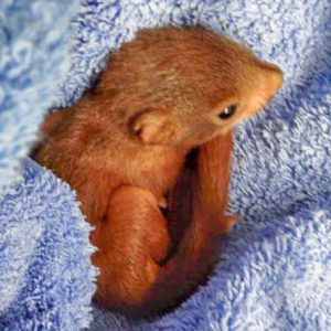 Verwaistes Eichhörnchen-Babie / © 2016 Arche KaNaum (DN)