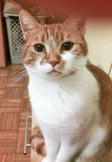 Vermisst: Kätzin Linda / © 2016 Privat