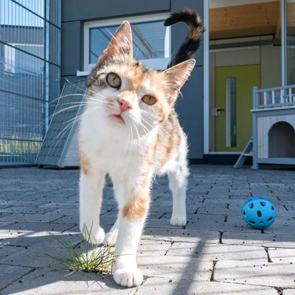 Kätzin Dixie / © 2016 Arche KaNaum (NH) Kätzin Dixie / © 2016 Arche KaNaum (NH)