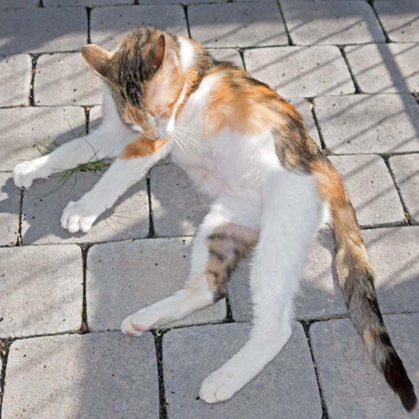 Kätzin Dixie / © 2016 Arche KaNaum (NH) Kätzin Dixie / © 2016 Arche KaNaum (NH)