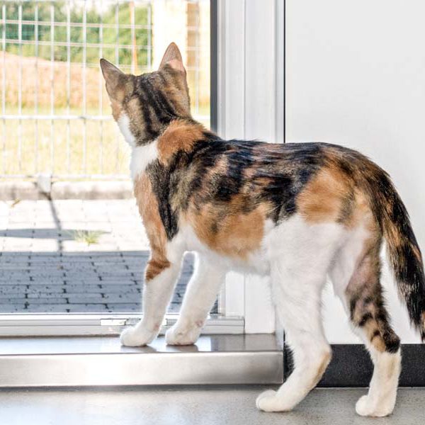 Kätzin Dixie / © 2016 Arche KaNaum (NH) Kätzin Dixie / © 2016 Arche KaNaum (NH)