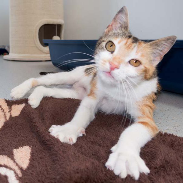 Kätzin Dixie / © 2016 Arche KaNaum (NH) Kätzin Dixie / © 2016 Arche KaNaum (NH)