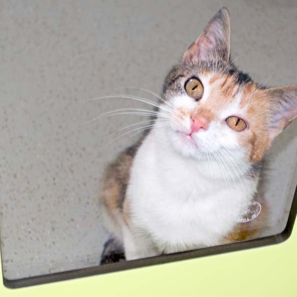 Kätzin Dixie / © 2016 Arche KaNaum (NH) Kätzin Dixie / © 2016 Arche KaNaum (NH)